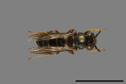 Vespula flaviceps[細黃胡蜂][00072995]