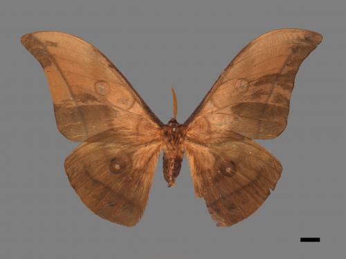 Antheraea yamamai superba[大透目天蠶蛾][00016067]