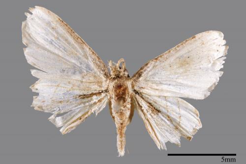 <已分類>Family：Uraniidae[燕蛾科][00051579]
