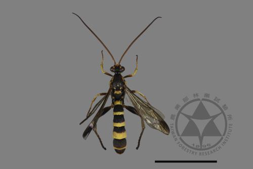 <已分類>Family：Ichneumonidae[姬蜂科][00181133]