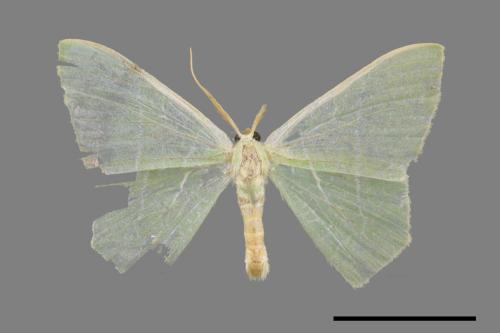 Pelagodes antiquadrarius[方翠尺蛾][00031381]