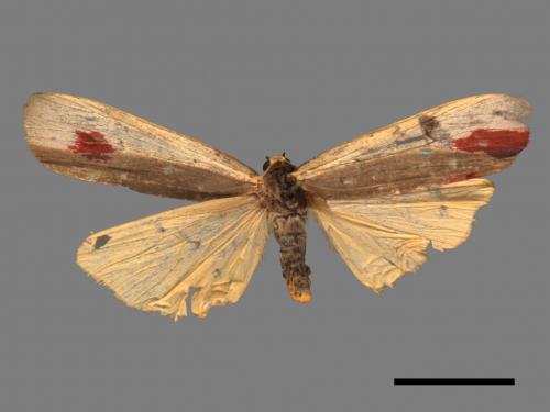 Agylla divisa[梯雙分華苔蛾][00052756]