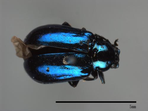 <已分類>Family：Chrysomelidae[金花蟲科][00082897]