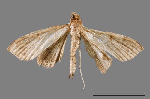 <已分類>Family：Crambidae[草螟科][00042671]