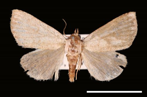 Plecoptera confusa[00008088]
