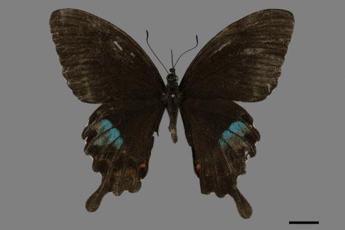 Papilio paris nakaharai[大琉璃紋鳳蝶][00091021]