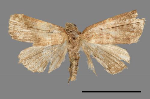 <已分類>Family：Noctuidae[夜蛾科][00011154]