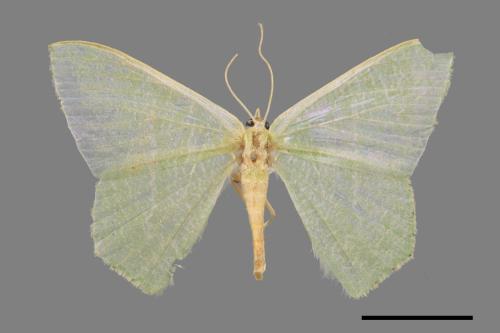 Thalassodes immisarius opalinus[粗脛翠尺蛾][00027224]