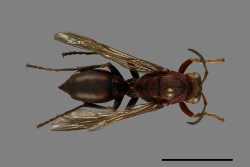 Polistes tenebricosus[赭褐長腳蜂][00074432]