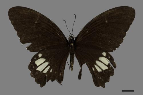 Papilio castor formosanus[無尾白紋鳳蝶][00101234]