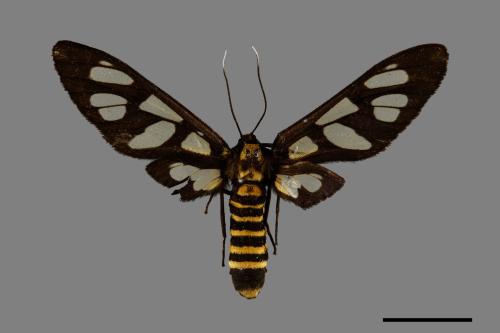 Amata lucerna[黑腹帶鹿子蛾][00071386]