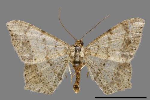 Macaria abydata[雙前斑尾尺蛾][00120128]