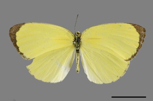 Eurema blanda arsakia[臺灣黃蝶][00093890]