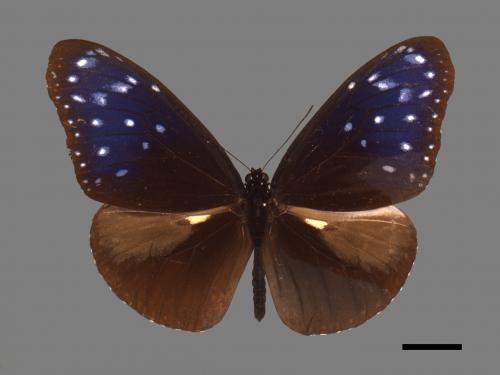 Euploea mulciber barsine[端紫斑蝶][00013388]