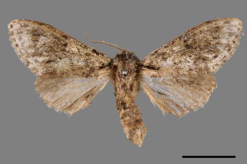 Pheosiopsis cinerea formosana[喜夙舟蛾][00037524]