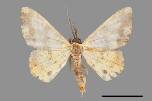 Lophobates inchoata[褐緣黃尺蛾][00045346]