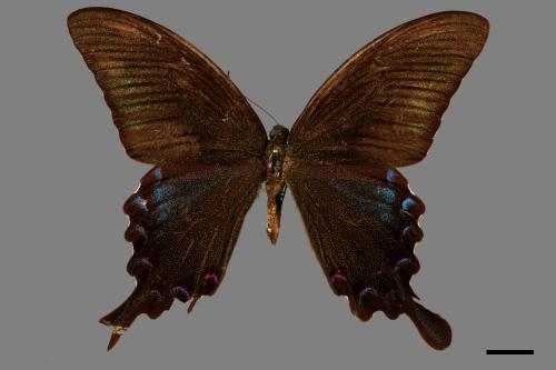 Papilio bianor thrasymedes[烏鴉鳳蝶][00013874]