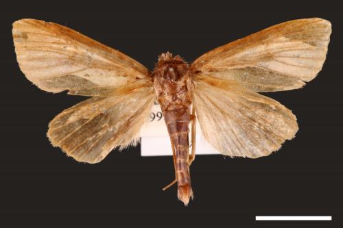 Nonagria nigropunctata[00002659]