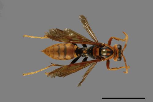 Polistes jokahamae[果馬蜂][00072825]