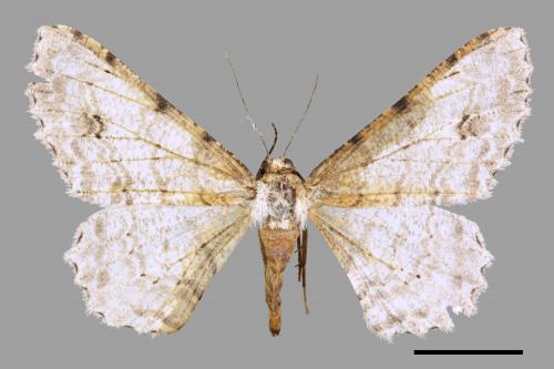 Lassaba parvalbidaria parvalbidaria[污雪雙斑尺蛾][00031652]