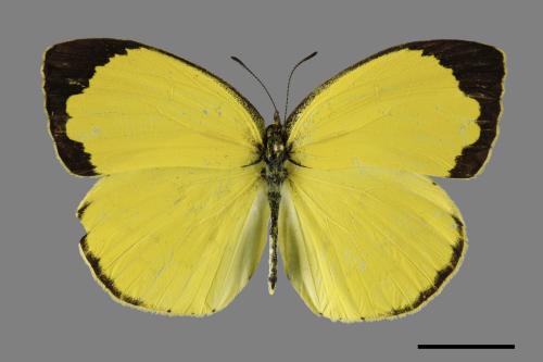 Eurema hecabe hobsoni[荷氏黃蝶][00101341]