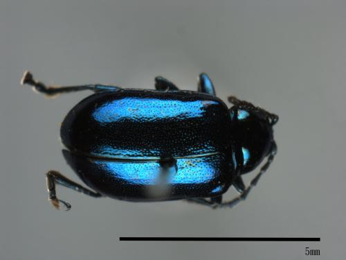 <已分類>Family：Chrysomelidae[金花蟲科][00087585]