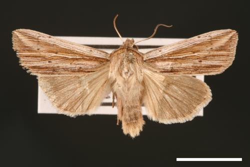 Mythimna limbopuncta[00001299]