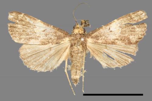 <已分類>Family：Noctuidae[夜蛾科][00011148]