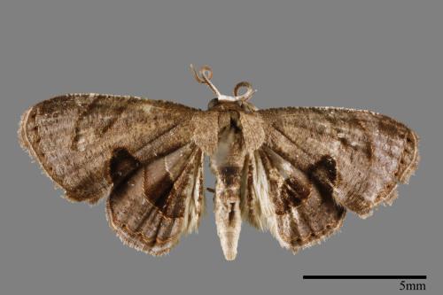 Phazaca kosemponicola[甲仙圓翅雙尾蛾][00012500]