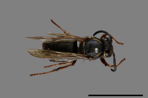 Vespula flaviceps[細黃胡蜂][00073149]