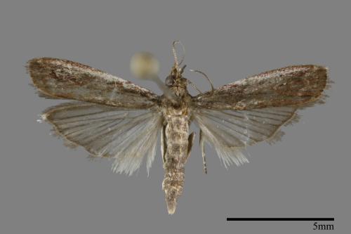 <已分類>Family：Pyralidae[螟蛾科][00093108]