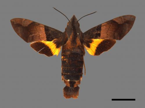 Macroglossum passalus[虎皮楠長喙天蛾][00030571]