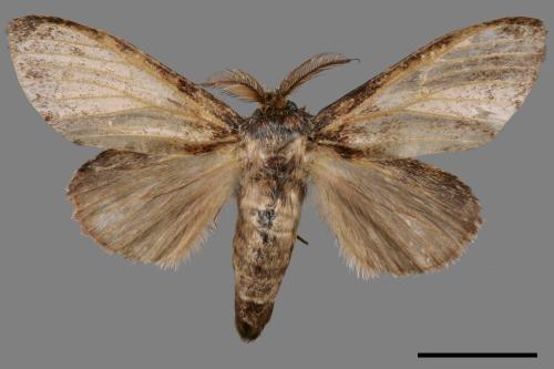 Luxiaria costinota[鋸緣鈎尺蛾][00045021]