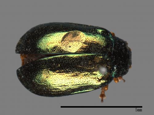 <已分類>Family：Chrysomelidae[金花蟲科][00081222]