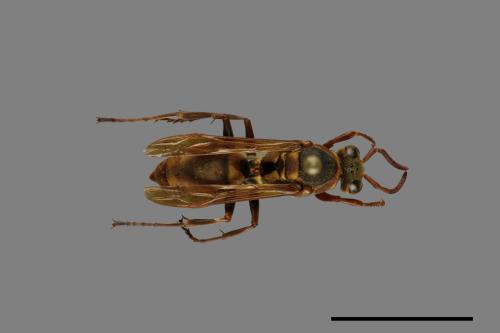 Polistes takasagonus[雙斑長腳蜂][00072650]