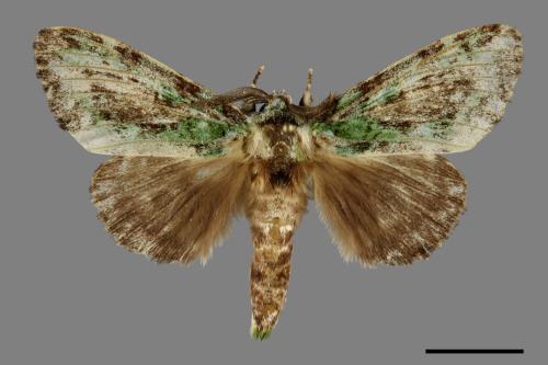 Somera viridifusca viridifusca[瑟舟蛾][00069960]
