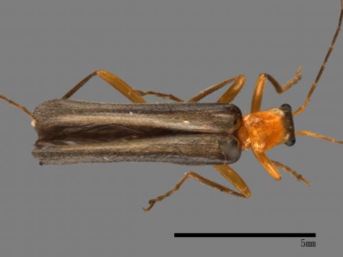 <已分類>Family：Cantharidae[菊虎科][00084424]