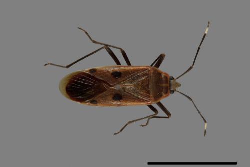 Physopelta quadriguttata[00040723]