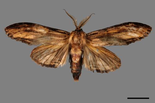 Rachia lineata[線峭舟蛾][00057302]