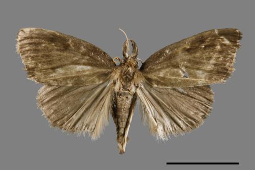 <已分類>Family：Pyralidae[螟蛾科][00067279]