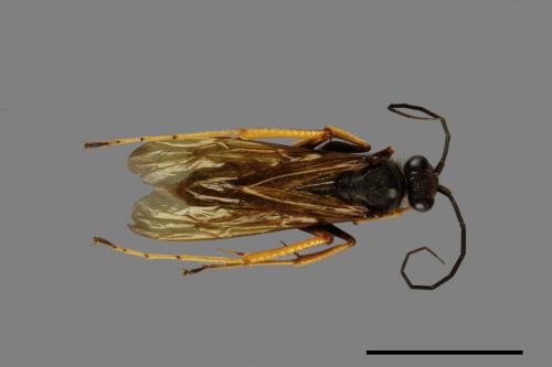<已分類>Family：Pompilidae[蛛蜂科][00071892]