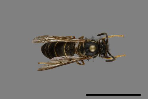 Vespula flaviceps[細黃胡蜂][00073383]