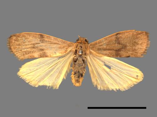 Eilema ratonis[凸紋土苔蛾][00050877]