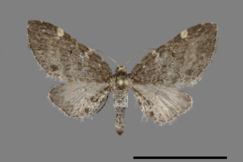 <已分類>Family：Geometridae[尺蠖蛾科][00094990]