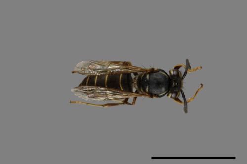 Vespula flaviceps[細黃胡蜂][00073321]