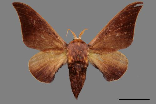 Mustilia sphingiformis gerontica[鉤翅赭蠶蛾][00059680]
