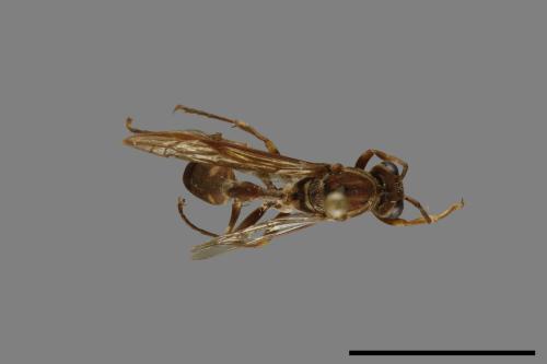 Parapolybia nodosa[叉胸異腹胡蜂][00078731]