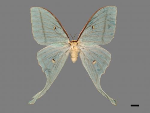 Actias selene ningpoana[長尾水青蛾][00061089]