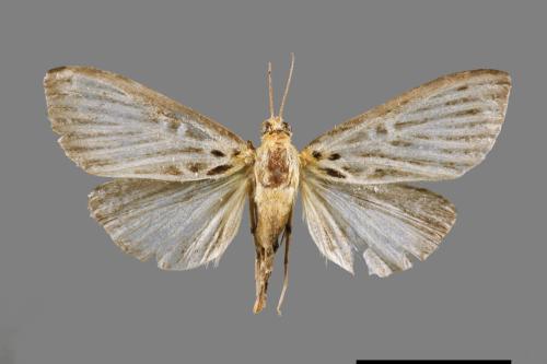 Tyspanodes hypsalis[00064987]