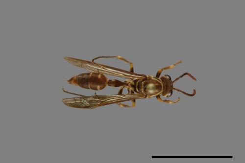 Parapolybia nodosa[叉胸異腹胡蜂][00078657]